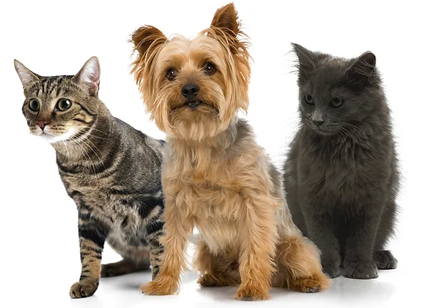 Empresa de limpieza en Cartagena 9 svg%3E